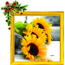 Sunflower 40x40cm Framed