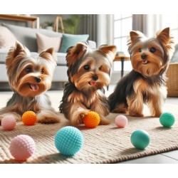 Yorkies playing with ball