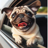 Pug Window Smile
