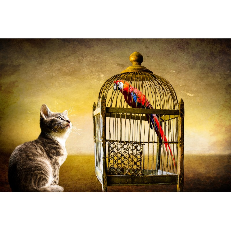 Cat and bird