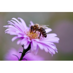 Bee on flower