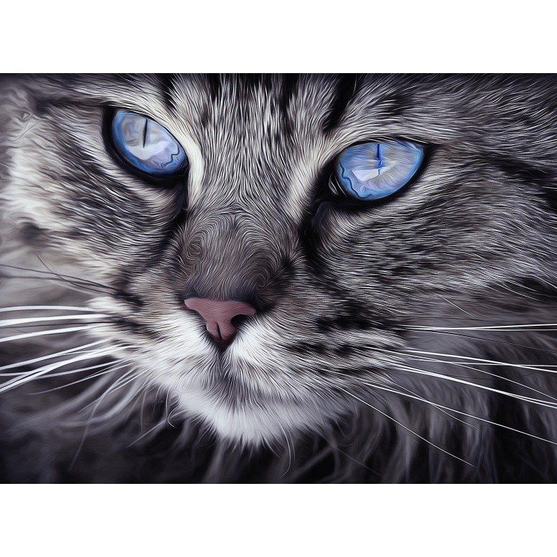 Cat with blue eyes