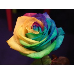 Coloured Rose
