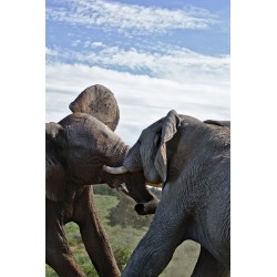 Elephant fighting
