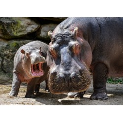 Hippos