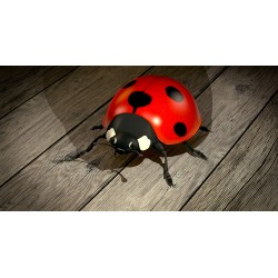 Ladybug