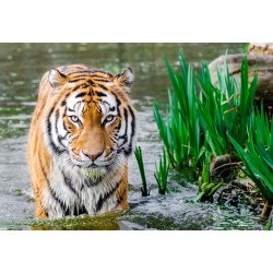 Tiger in water