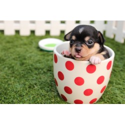 Puppy in cup