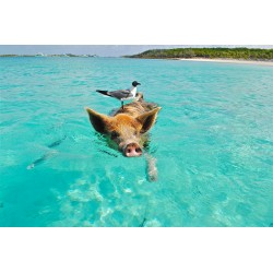 Pig Swimming