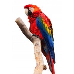 Colourful Parrot