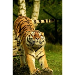 Tiger Stretching