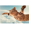 Cat Flying