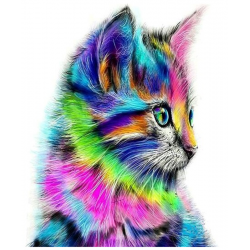 Colourful Cat