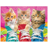 Kittens in shoes
