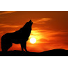 Wolf Sunset