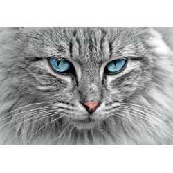 Cat with blue eyes