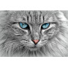 Cat with blue eyes