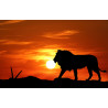 Lion Sunset