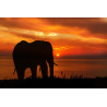 Elephant Sunset