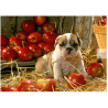 Pup with Apples